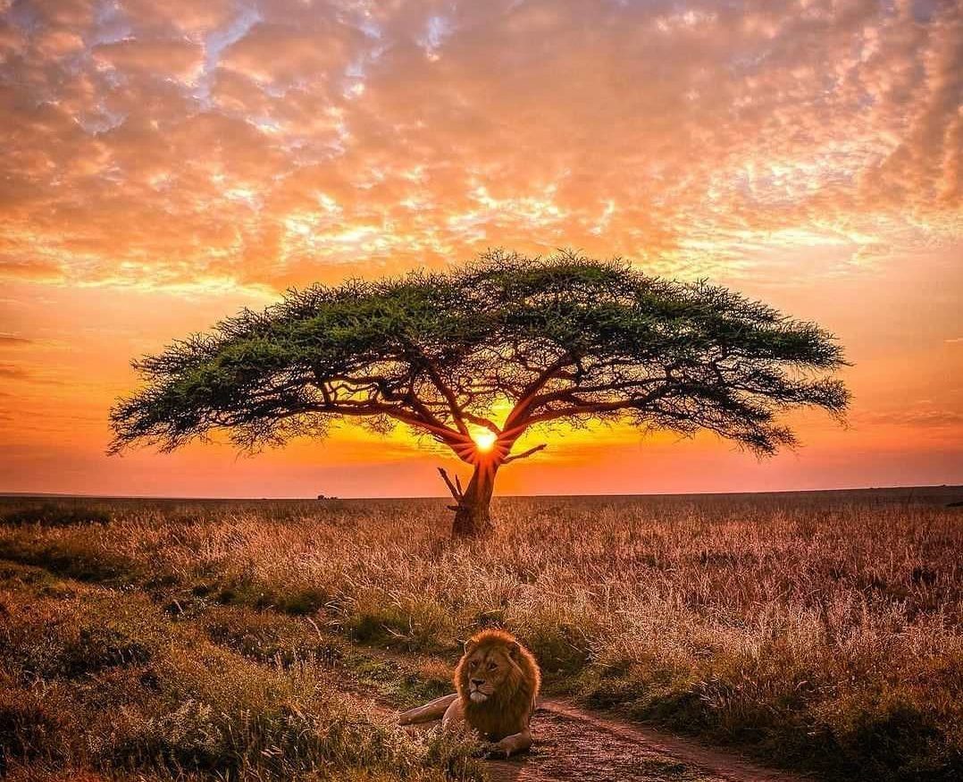 фото природы в танзании